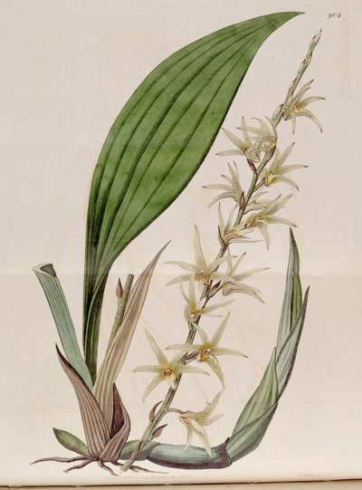 Illustration of Eria javanica (as syn. Eria stellata) by John Lindley